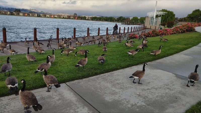 Canada goose sales 80 off grid