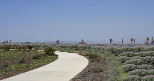 Levee Project Rendering: Shorebird Park