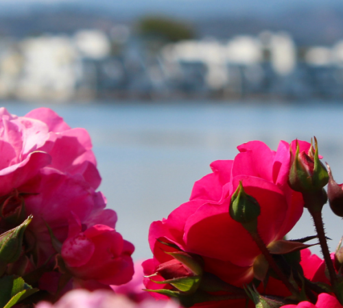 Pink Flowers at Leo J Ryan Park