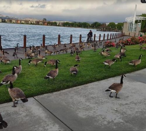 Canada Goose Population Management Foster City California