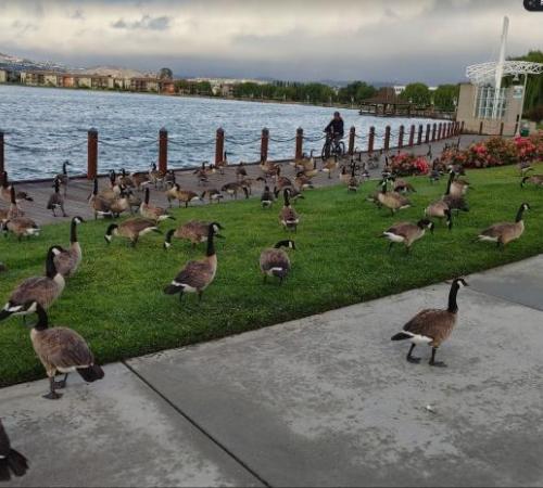 Geese at Leo J Ryan Park