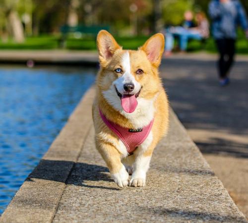 Corgi By Water