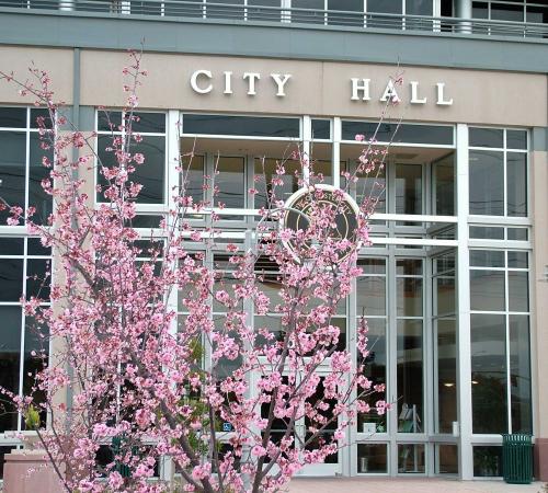 City Hall with Blossoms