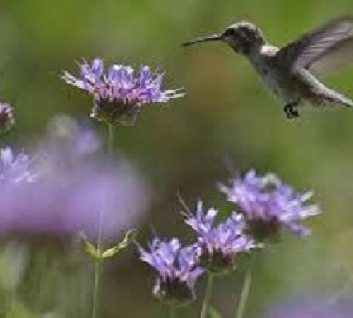 Hummingbird
