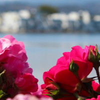 Pink Flowers at Leo J Ryan Park