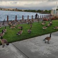 Geese at Leo J Ryan Park