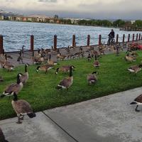 goose management