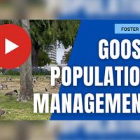 Geese Mgmt thumb