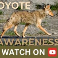 coyote video series