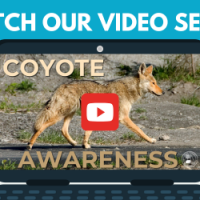 coyote awareness