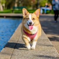 Corgi By Water