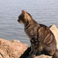 Cat Facing Bay
