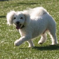 Dog at Park