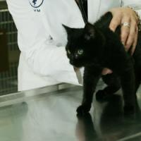 Animals And Pets Foster City California