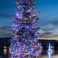Tree Lighting