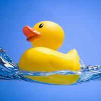 duck