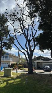 Mullet Court Tree