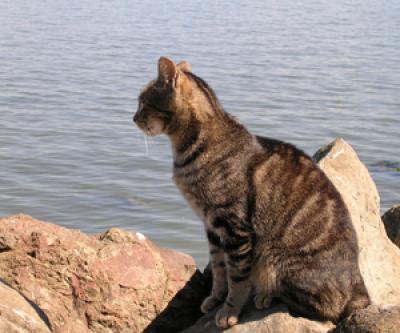 Cat Facing Bay