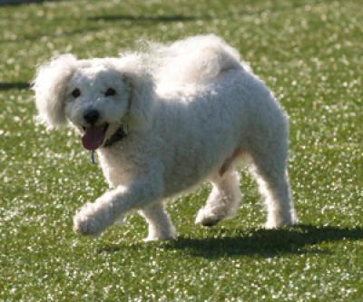 Dog at Park