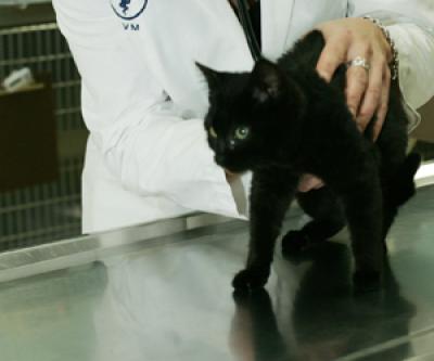 Peninsula Humane Society Animal Shelter Foster City California