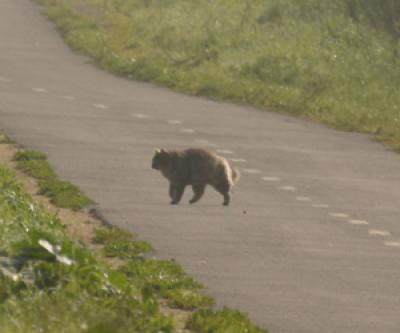 Dealing With Wild Animals Foster City California
