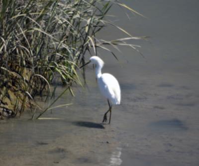 Heron on Water