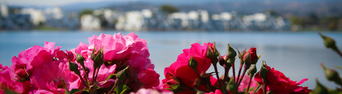 Pink Flowers at Leo J Ryan Park