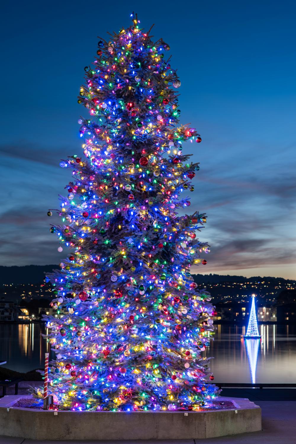Tree Lighting Foster City California