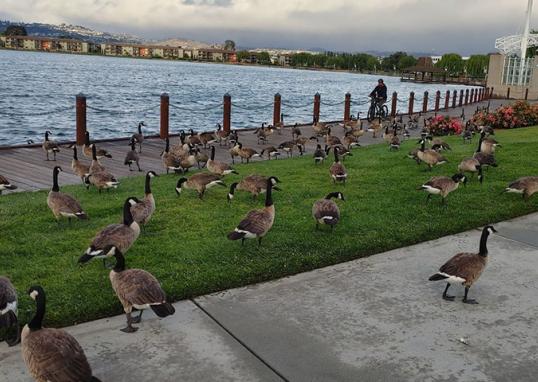 goose management