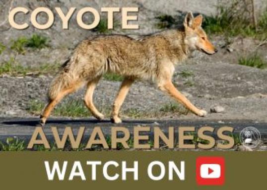 coyote video series